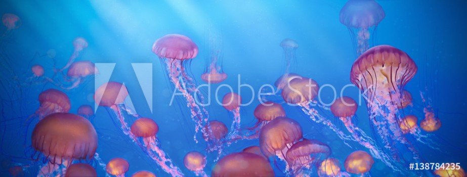 Bild på School of jellyfish illustration Sea Nettle